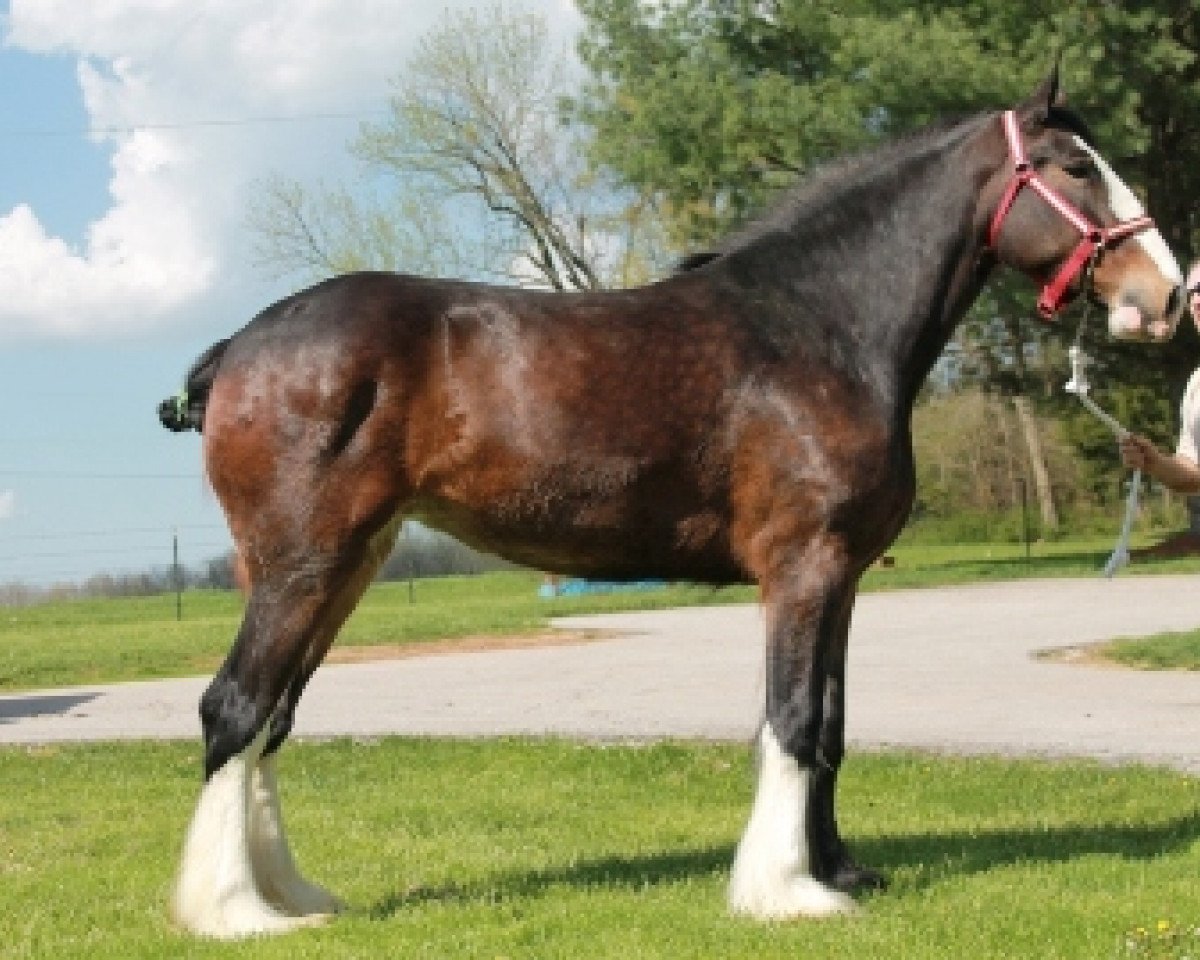 broodmare Irish Thunder's Chelsea (Clydesdale, 2009, from Solomon's Beaureguard)