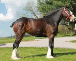 Zuchtstute Irish Thunder's Chelsea (Clydesdale, 2009, von Solomon's Beaureguard)