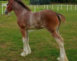 horse A.R. Dancing Melody (Clydesdale, 2016, from Irish Thunder's Chance)