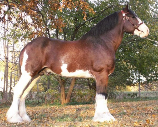 stallion Irish Thunder's Chance (Clydesdale, 2009, from Solomon's Beaureguard)