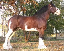 Deckhengst Irish Thunder's Chance (Clydesdale, 2009, von Solomon's Beaureguard)