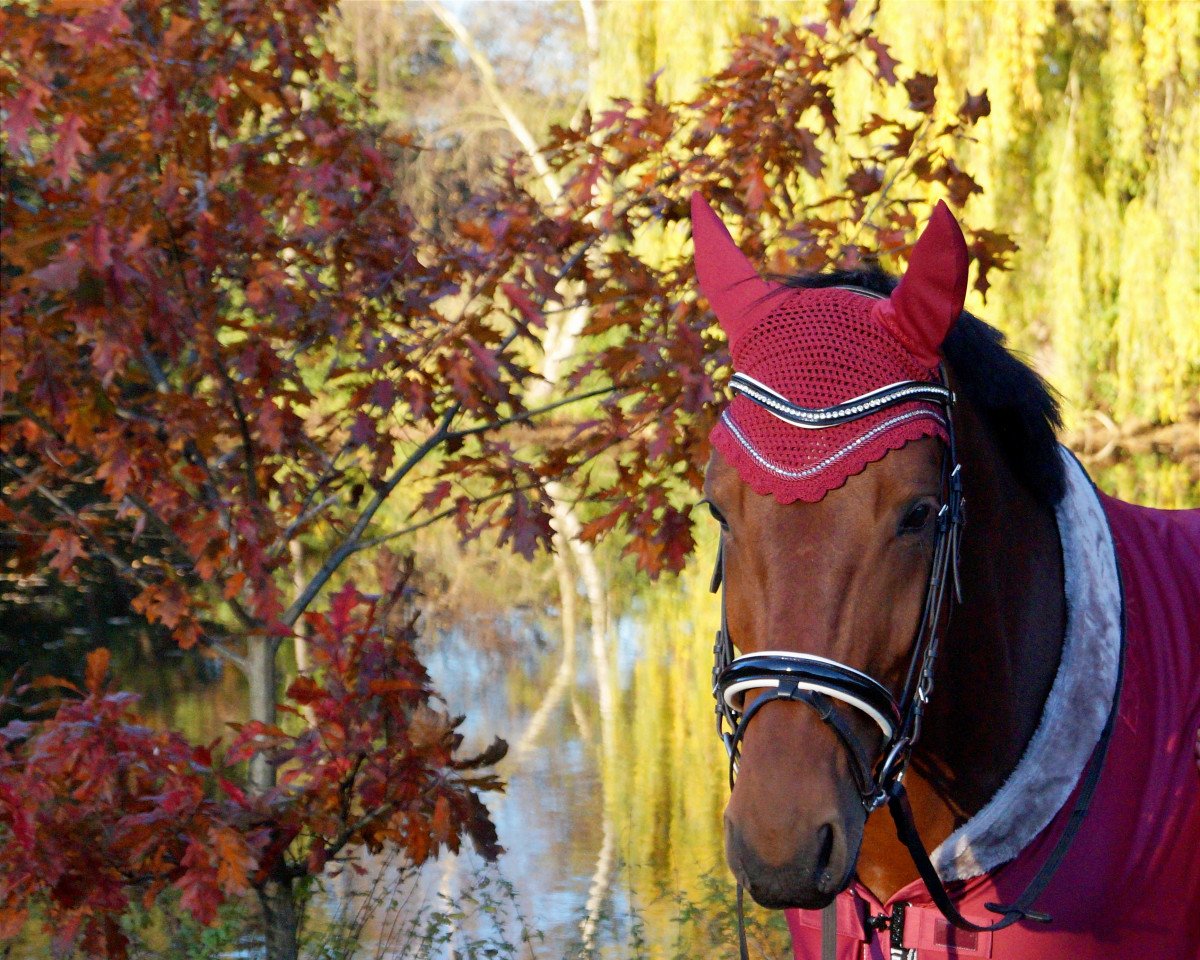 horse Quiandra in Red (Belgian Warmblood, 2016, from Dieu-Merci van T&L)