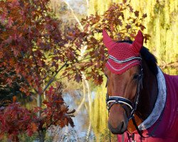 Springpferd Quiandra in Red (Belgisches Warmblut, 2016, von Dieu-Merci van T&L)