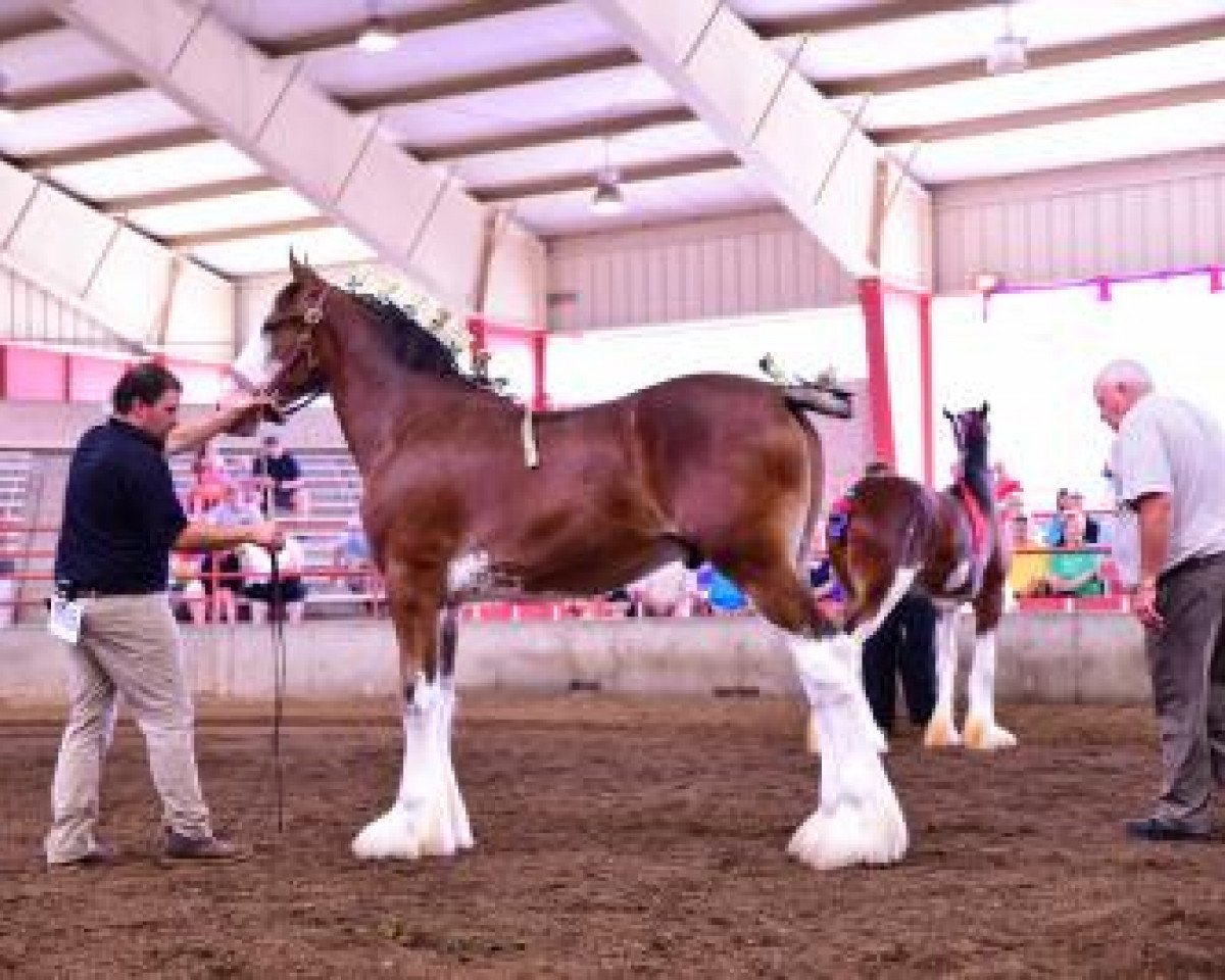 Deckhengst Irish Thunder's Celtic Quinn (Clydesdale, 2016, von Donegal Major Factor)