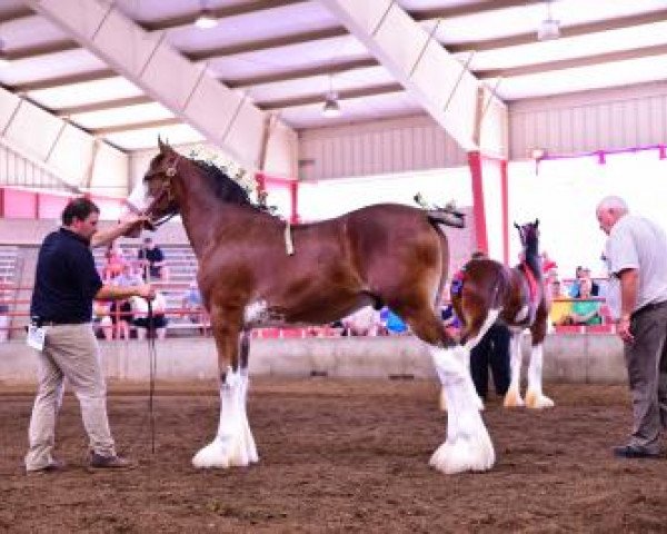 Deckhengst Irish Thunder's Celtic Quinn (Clydesdale, 2016, von Donegal Major Factor)