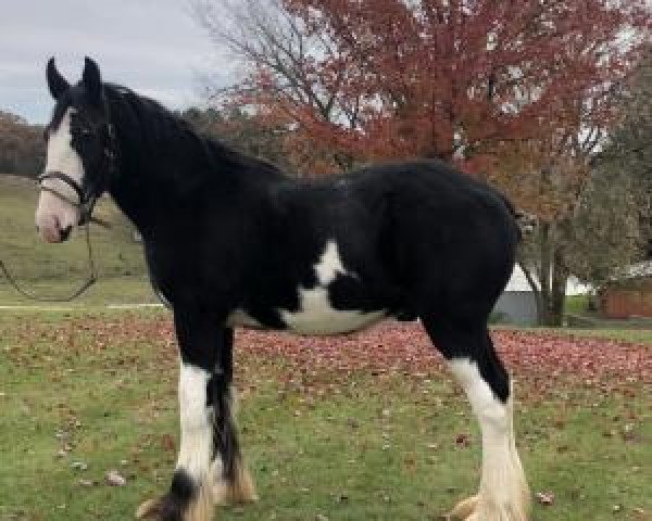 Pferd Irish Thunder's Celtic Legend (Clydesdale, 2018, von Donegal Major Factor)