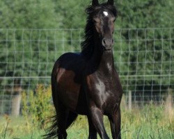 horse Hurricane (German Riding Pony, 2016, from Hennes II)