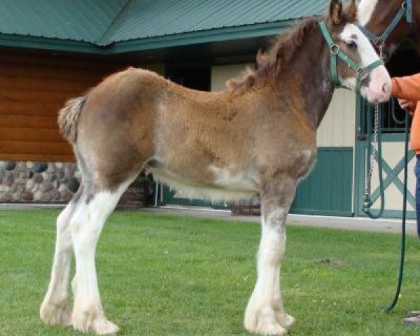 Pferd Irish Thunder's Celtic Kobe (Clydesdale, 2017, von Freedom Majestic Liverpool)