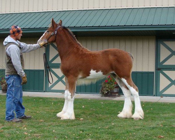 Pferd Irish Thunder's Celtic Jacob (Clydesdale, 2016, von Donegal Major Factor)