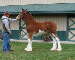 horse Irish Thunder's Celtic Jacob (Clydesdale, 2016, from Donegal Major Factor)