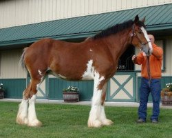 horse Irish Thunder's Celtic Intrigue (Clydesdale, 2015, from Donegal Major Factor)