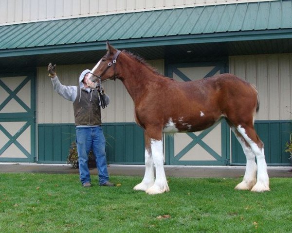 horse Irish Thunder's I'm So Fancy (Clydesdale, 2015, from Freedom Majestic Liverpool)