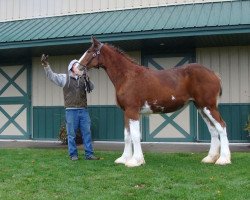 Pferd Irish Thunder's I'm So Fancy (Clydesdale, 2015, von Freedom Majestic Liverpool)