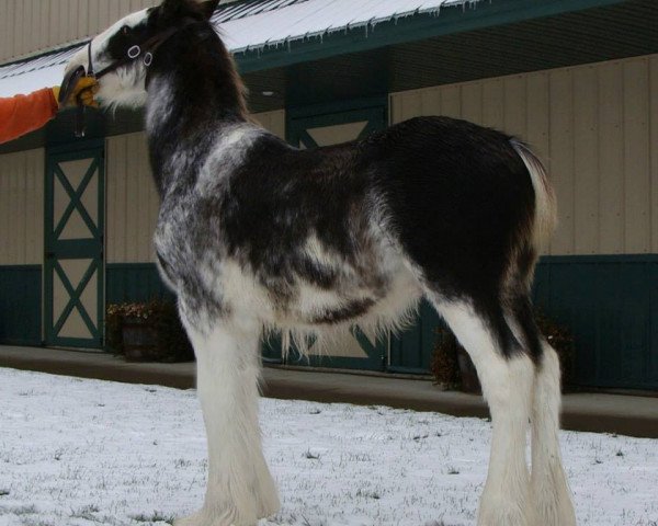 horse Irish Thunder's Celtic High Roller (Clydesdale, 2014, from Donegal Major Factor)