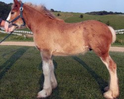 horse Irish Thunder's Celtic Hero (Clydesdale, 2014, from Freedom Majestic Liverpool)