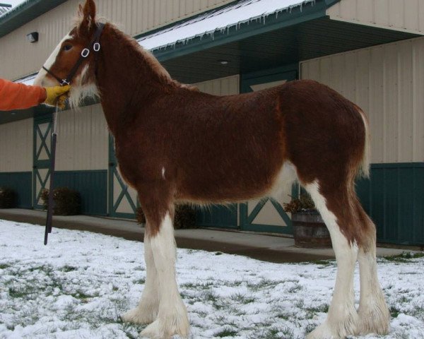 horse Irish Thunder's Celtic Hawk (Clydesdale, 2014, from Freedom Majestic Liverpool)