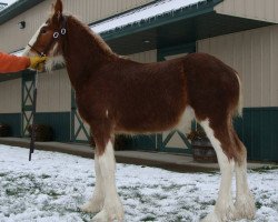 Pferd Irish Thunder's Celtic Hawk (Clydesdale, 2014, von Freedom Majestic Liverpool)