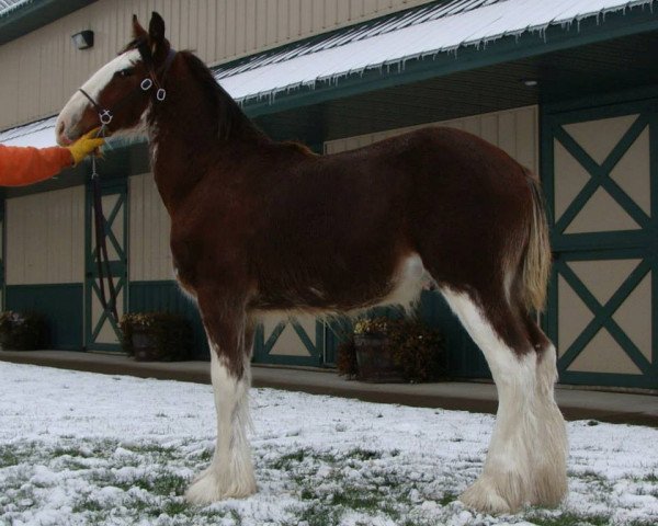 horse Irish Thunder's Celtic Harkin (Clydesdale, 2014, from Freedom Majestic Liverpool)