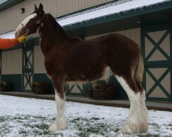 Pferd Irish Thunder's Celtic Harkin (Clydesdale, 2014, von Freedom Majestic Liverpool)