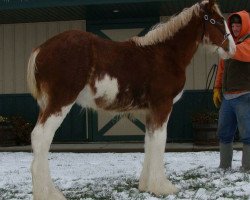 broodmare Irish Thunder's Celtic Halo (Clydesdale, 2014, from Freedom Majestic Liverpool)