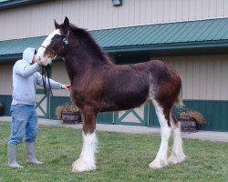 horse Irish Thunder's Celtic Hallie (Clydesdale, 2014, from Donegal Major Factor)