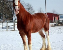 horse Irish Thunder's Celtic Gunner (Clydesdale, 2013, from Thistle Ridge Argyll Enhancer)