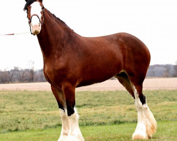 Zuchtstute Irish Thunder's Celtic Gisselle (Clydesdale, 2013, von Freedom Majestic Liverpool)