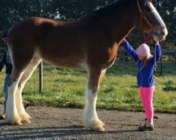 Pferd Irish Thunder's Celtic Gianna (Clydesdale, 2013, von Freedom Majestic Liverpool)