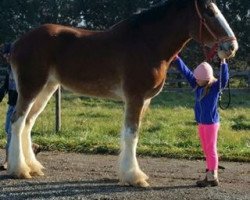 horse Irish Thunder's Celtic Gianna (Clydesdale, 2013, from Freedom Majestic Liverpool)