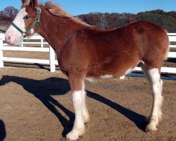 Pferd Irish Thunder's Celtic Gatlin (Clydesdale, 2013, von Freedom Majestic Liverpool)