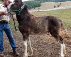 Pferd Irish Thunder's Celtic Gabe (Clydesdale, 2013, von Freedom Majestic Liverpool)