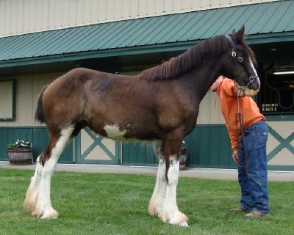 Pferd Irish Thunder's Celtic Jennifer (Clydesdale, 2016, von Freedom Majestic Liverpool)