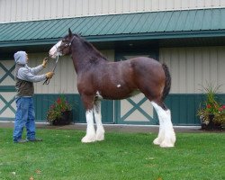 Zuchtstute Irish Thunder's Celtic Dyna Mite (Clydesdale, 2010, von Thistle Ridge Argyll Enhancer)