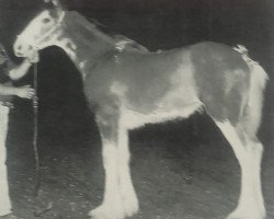 broodmare Thistle Ridge Eaton Heather (Clydesdale, 1997, from Hillmoor Fusilier)