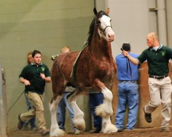 Pferd Irish Thunder's Celtic Dillon (Clydesdale, 2010, von Clydesdale Creek's Jeremiah)