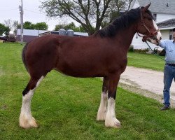 Zuchtstute Irish Thunder's Calendar Girl (Clydesdale, 2009, von Solomon's Beaureguard)