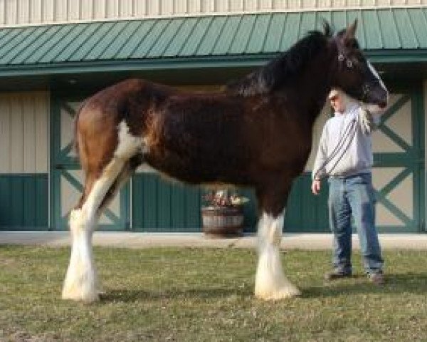 horse Irish Thunder's Black Gold Keepsake (Clydesdale, 2017, from Donegal Major Factor)