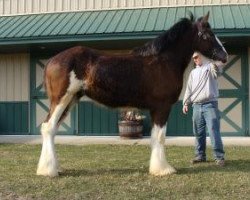 Pferd Irish Thunder's Black Gold Keepsake (Clydesdale, 2017, von Donegal Major Factor)