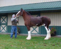 horse Irish Thunder's Celtic American Honey (Clydesdale, 2014, from Freedom Majestic Liverpool)