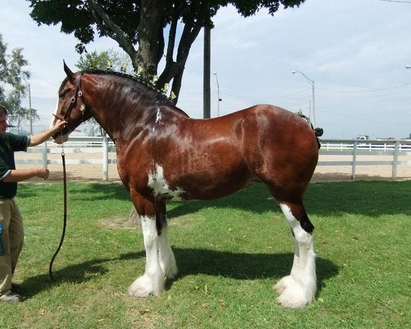 Zuchtstute Plunton Kelyns Gormaith (Clydesdale, 2002, von Thistle Ridge Argyll Enhancer)