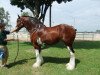 broodmare Plunton Kelyns Gormaith (Clydesdale, 2002, from Thistle Ridge Argyll Enhancer)