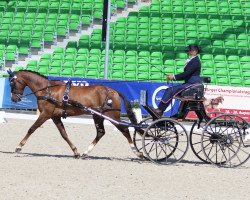 dressage horse Carlos 783 (German Riding Pony, 2012, from Calido G)