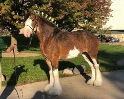 horse Irish Thunder's Simply Irrisistable (Clydesdale, 2015, from Freedom Majestic Liverpool)