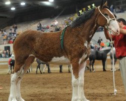 horse Irish Thunder's I'm A Foolish Pleasure (Clydesdale, 2015, from Donegal Major Factor)