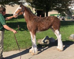 horse Irish Thunder's Celtic Mila (Clydesdale, 2019, from Irish Thunder's Celtic Finnegan)