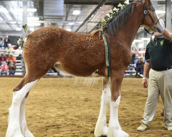 horse Irish Thunder's Celtic Laser (Clydesdale, 2018, from Irish Thunder's Celtic Finnegan)