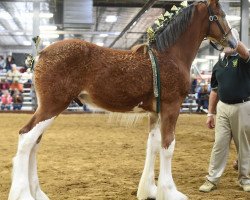 horse Irish Thunder's Celtic Laser (Clydesdale, 2018, from Irish Thunder's Celtic Finnegan)