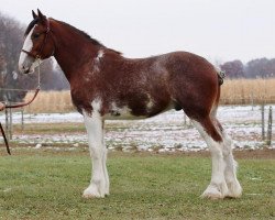 horse Irish Thunder's Celtic Lambeau (Clydesdale, 2018, from Irish Thunder's Celtic Finnegan)