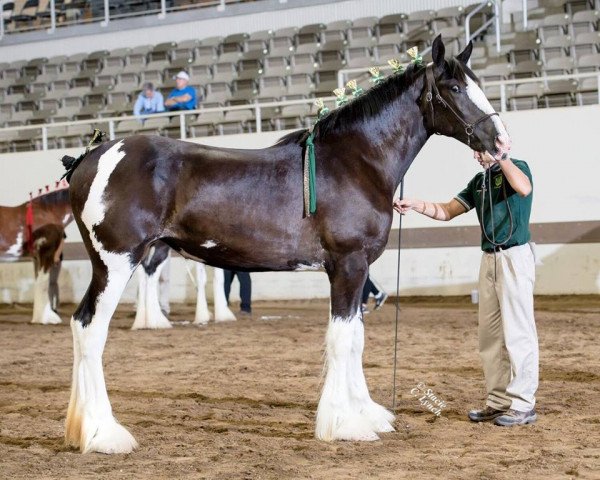 horse Irish Thunder's Celtic Jessica (Clydesdale, 2016, from Donegal Major Factor)