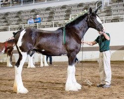 Pferd Irish Thunder's Celtic Jessica (Clydesdale, 2016, von Donegal Major Factor)